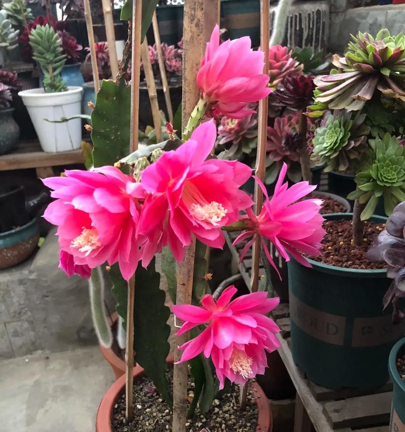 仙人球花是否通便？如何养护才能开花？