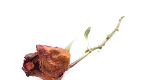 玫瑰花枯萎前兆是什么？