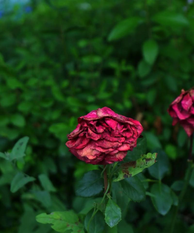 玫瑰花枯萎前兆是什么？