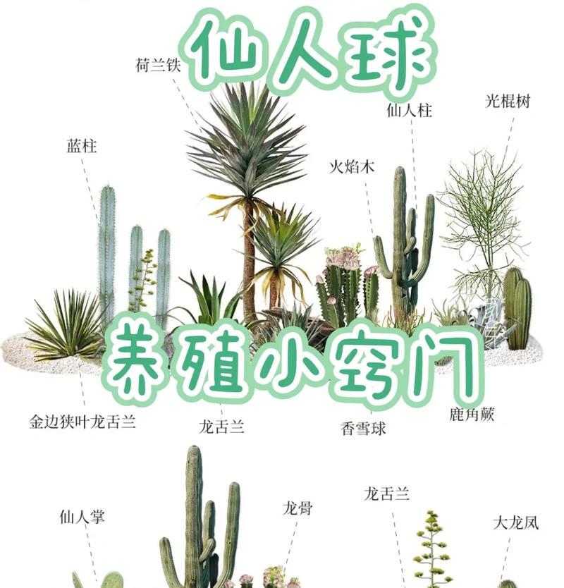 白星仙人球的正确养护方法是什么？