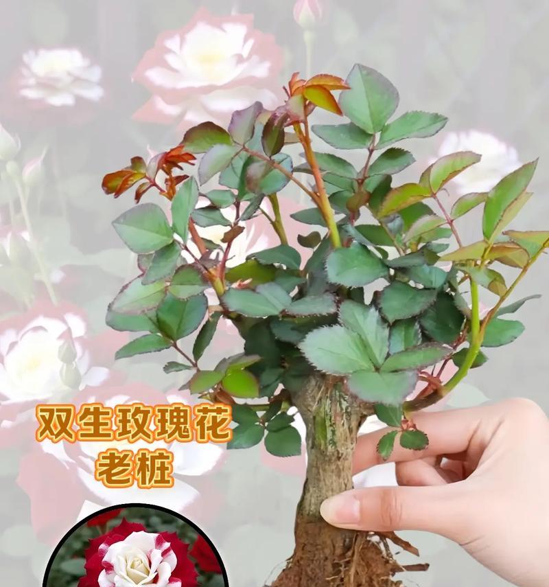 独束浪漫玫瑰花养殖方法有哪些？