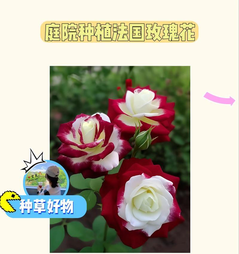 独束浪漫玫瑰花养殖方法有哪些？