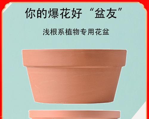 仙人球应该使用多大尺寸的花盆？尺寸选择有何讲究？