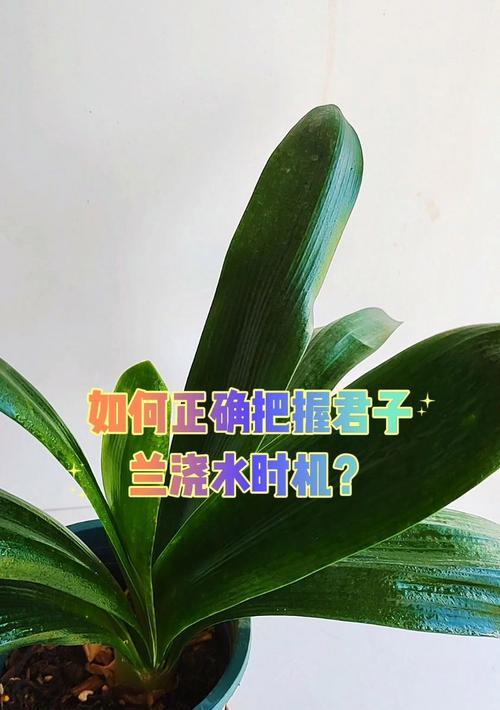 君子兰浇水和养护的正确方法是什么？