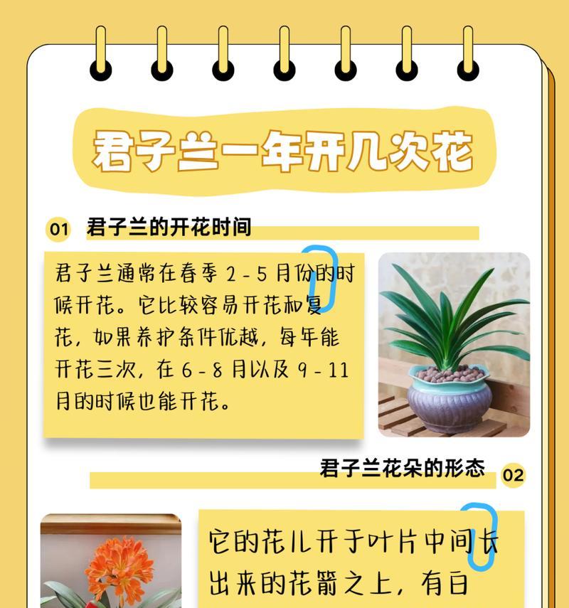 君子兰浇水和养护的正确方法是什么？