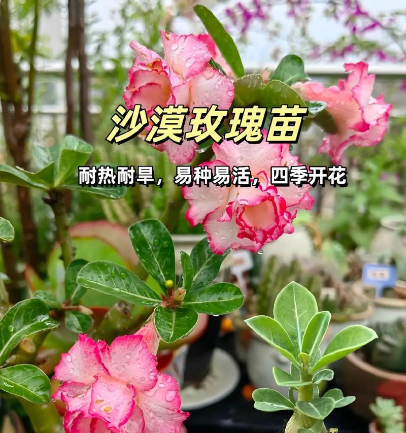 沙漠玫瑰花种植与剪枝技巧是什么？怎样促进开花？