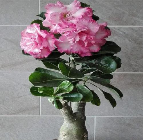 沙漠玫瑰花种植与剪枝技巧是什么？怎样促进开花？