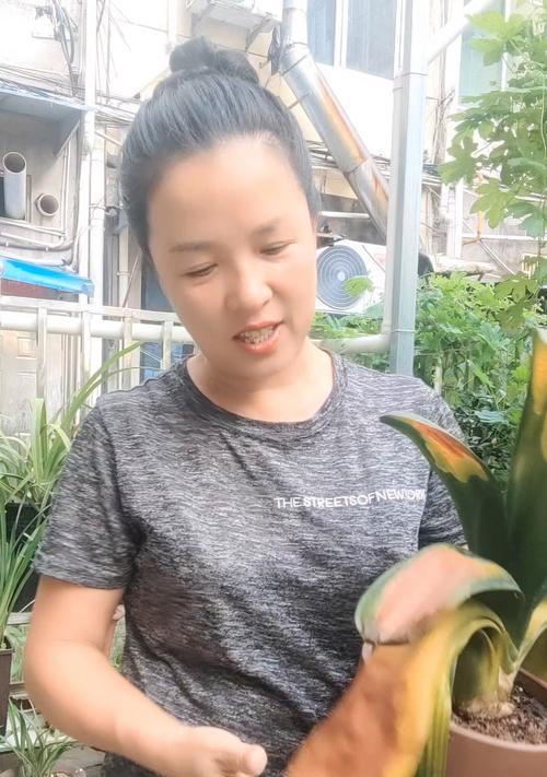君子兰磷钾肥使用过多导致叶子发黄怎么办？