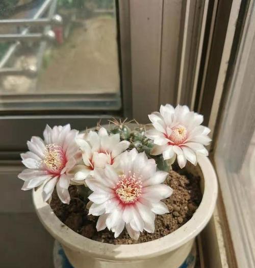 仙人掌开花需要什么条件？如何正确浇水和施肥？