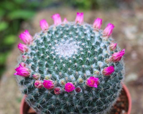 绿植仙人球芦荟的养护方法？