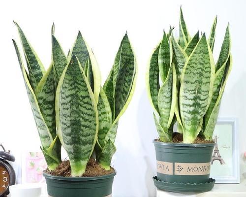 绿植仙人球芦荟的养护方法？