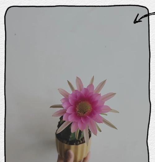 绿植仙人球芦荟的养护方法？