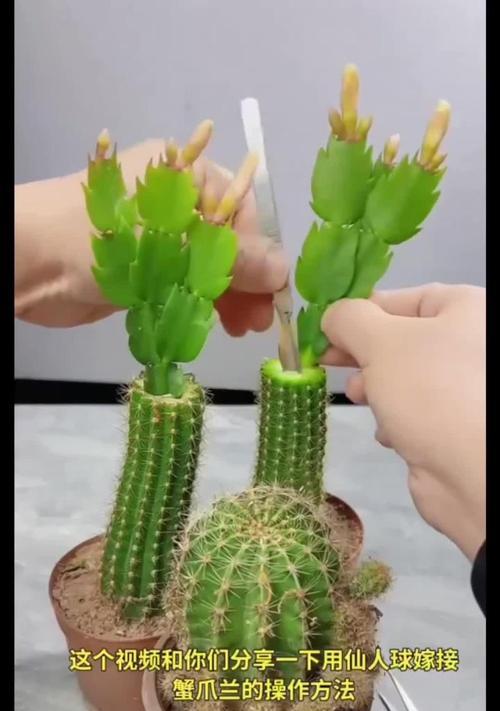 普通仙人球可以嫁接哪些植物？嫁接过程中的注意事项有哪些？