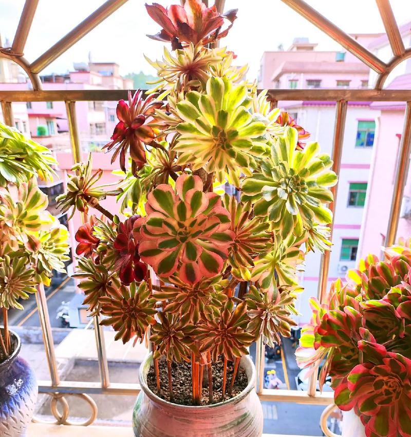 普通仙人球可以嫁接哪些植物？嫁接过程中的注意事项有哪些？
