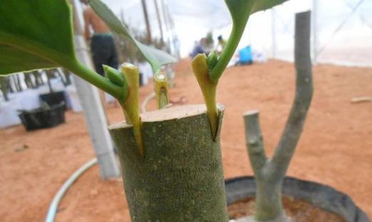 普通仙人球可以嫁接哪些植物？嫁接过程中的注意事项有哪些？