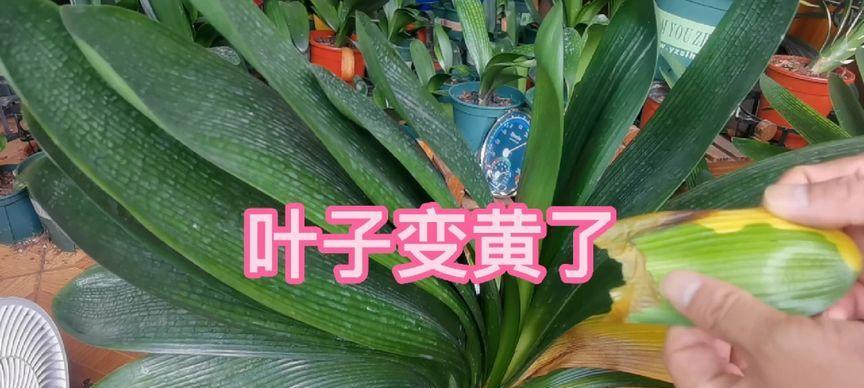 君子兰叶子变红的原因及处理方法？