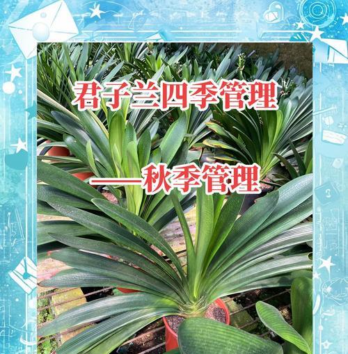 君子兰叶子变红的原因及处理方法？