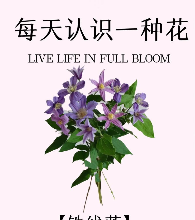 哪种花的花语可以用来形容美食？它代表了什么？