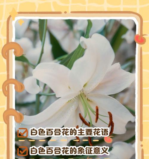 哪种花的花语代表成长？成长相关的花语有哪些？