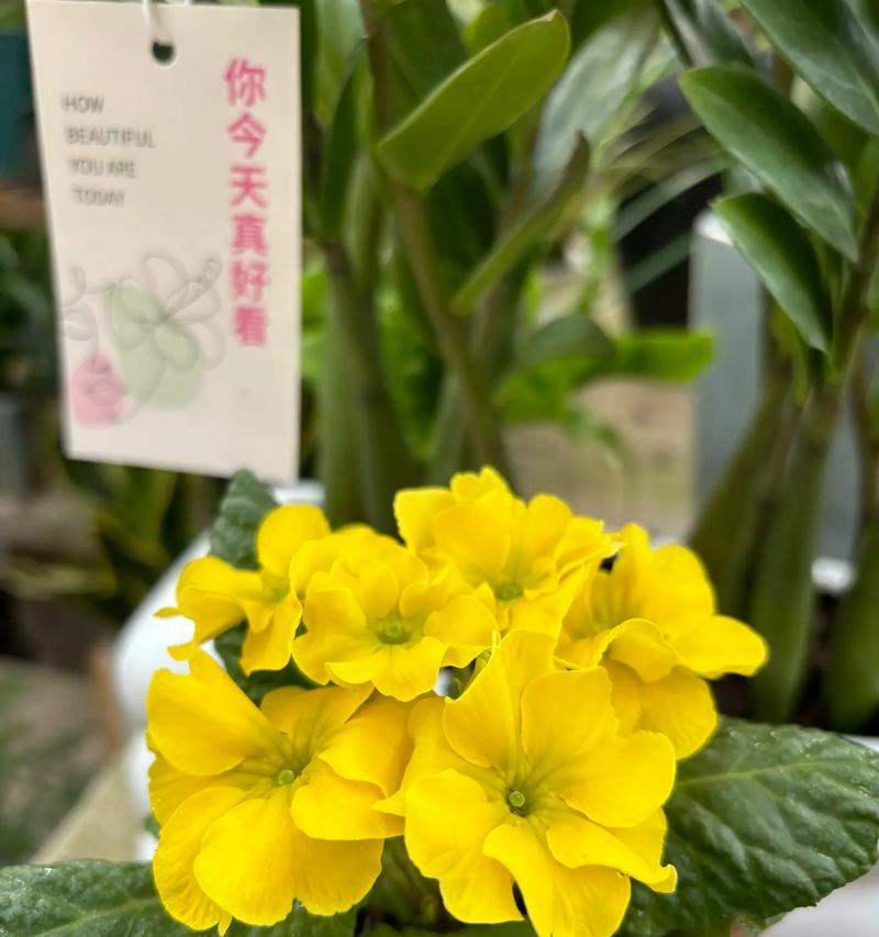 花开心的花语有何寓意？