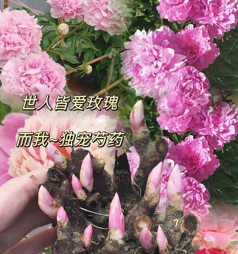 芍药的花语有哪些特别的含义？