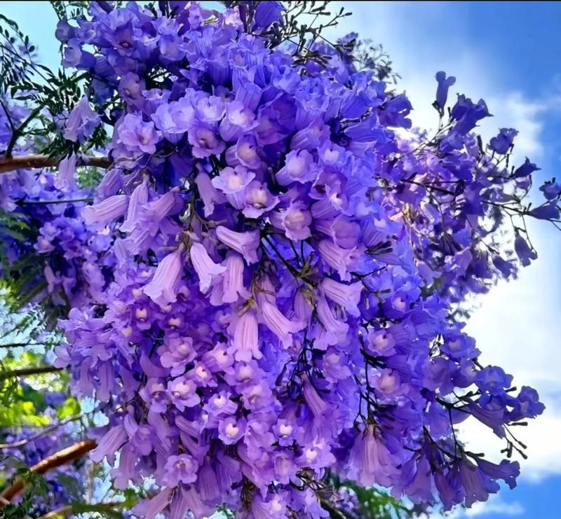哪种树种的种子有特别的花语？