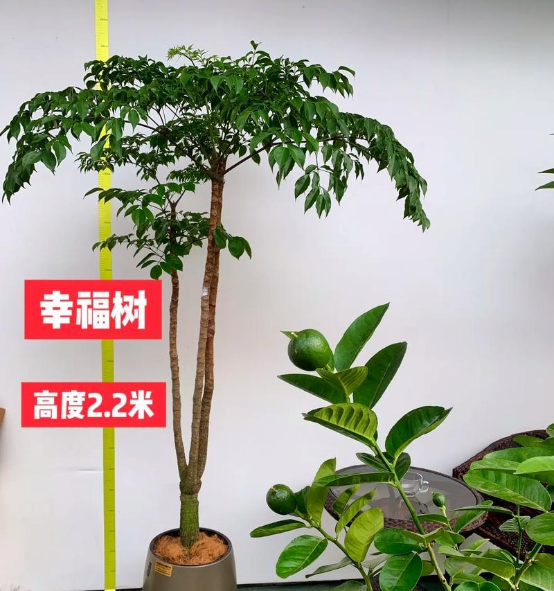 哪种树种的种子有特别的花语？
