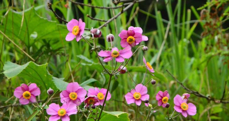 哪种花的花语与烂桃花相关？