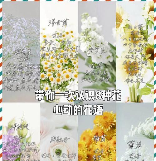 什么花没有花语？它们的含义是什么？