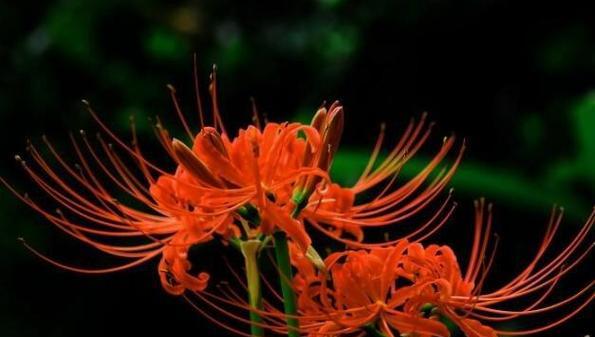 什么花没有花语？它们的含义是什么？