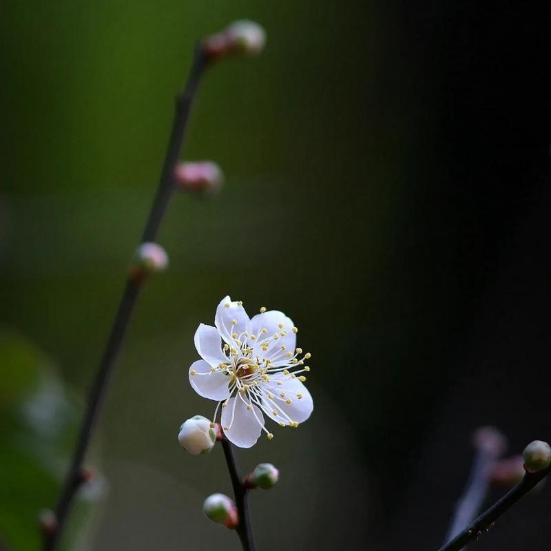 杏花的花语是什么？杏花的寓意有哪些？