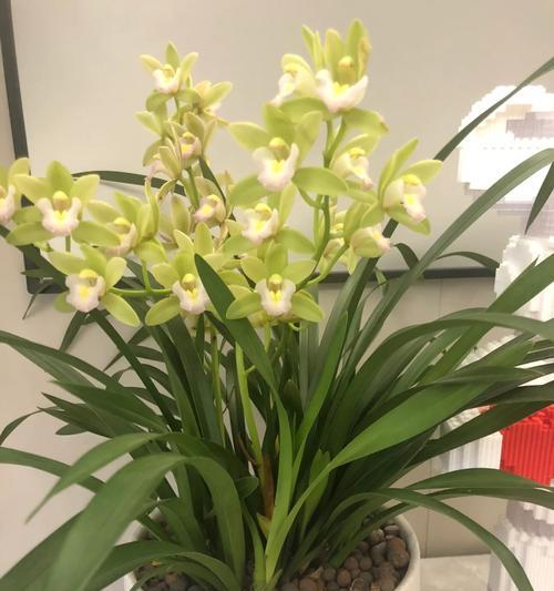 天香兰的花语与寓意是什么？天香兰有哪些象征意义？