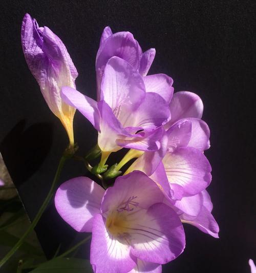 天香兰的花语与寓意是什么？天香兰有哪些象征意义？