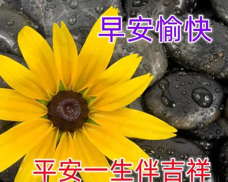 早上好听的花语是什么呢？哪种花语适合早晨的问候？