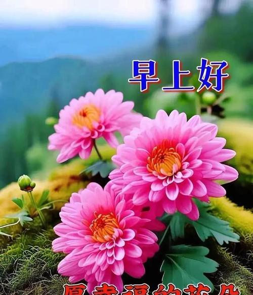 早上好听的花语是什么呢？哪种花语适合早晨的问候？