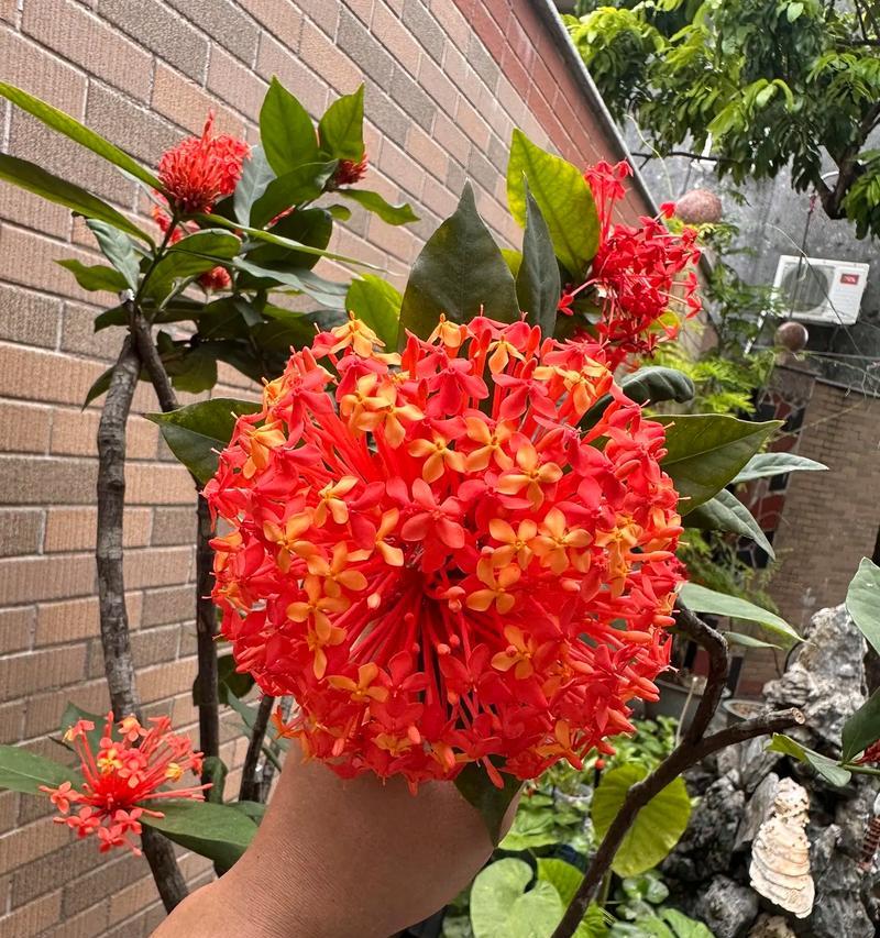 栽花的花语有哪些？开始栽花代表什么？