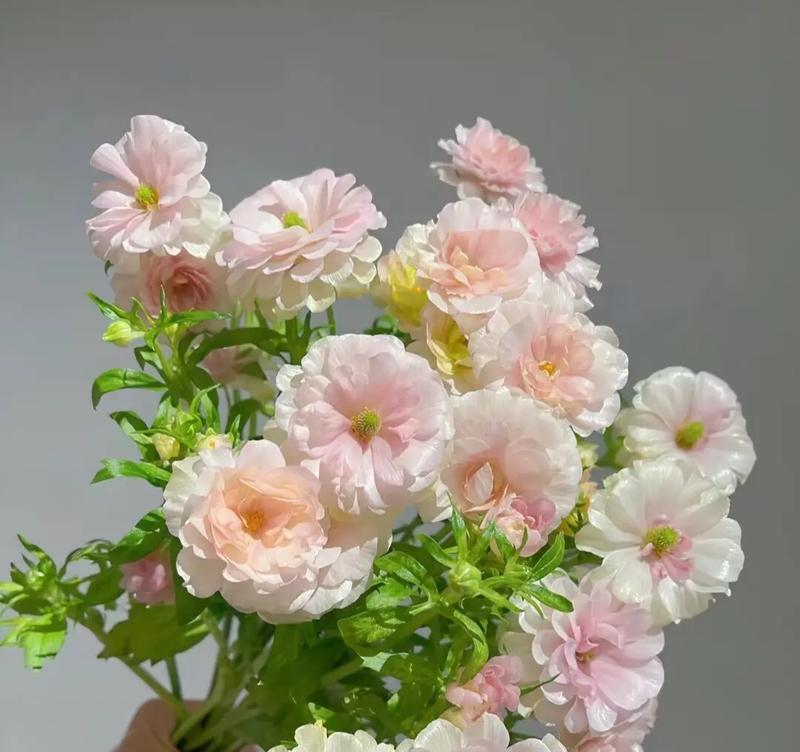 什么花语能让人开心？开心的花语有哪些？