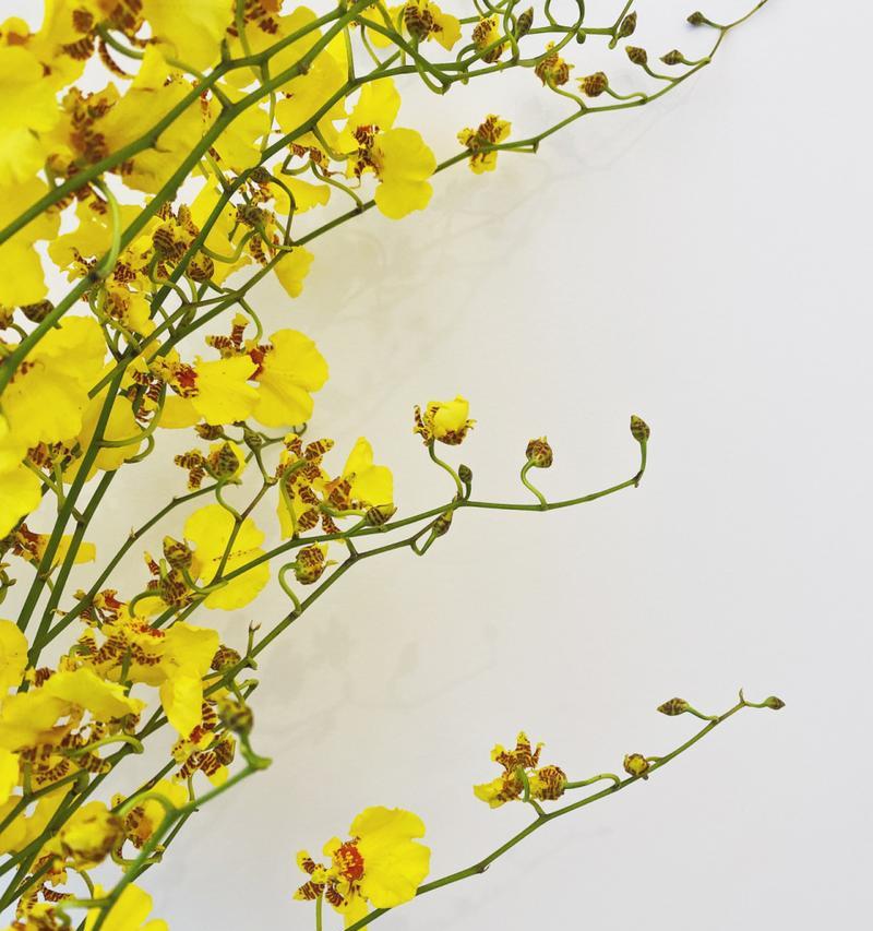 什么花语能让人开心？开心的花语有哪些？
