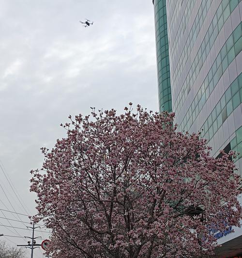 战胜病魔的花语是什么？象征着什么？
