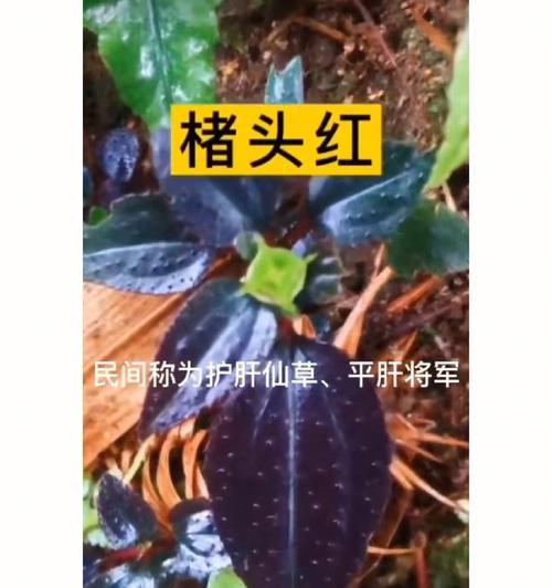 战胜病魔的花语是什么？象征着什么？