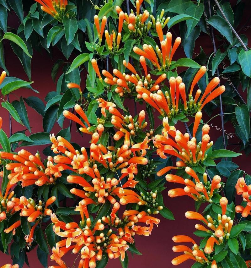 战胜病魔的花语是什么？象征着什么？