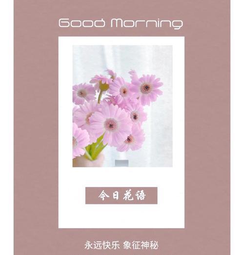 白色拉丝非洲菊花语是什么？它传递了哪些信息？
