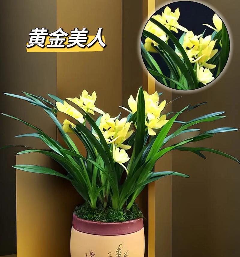 兰花的花语象征着什么精神？