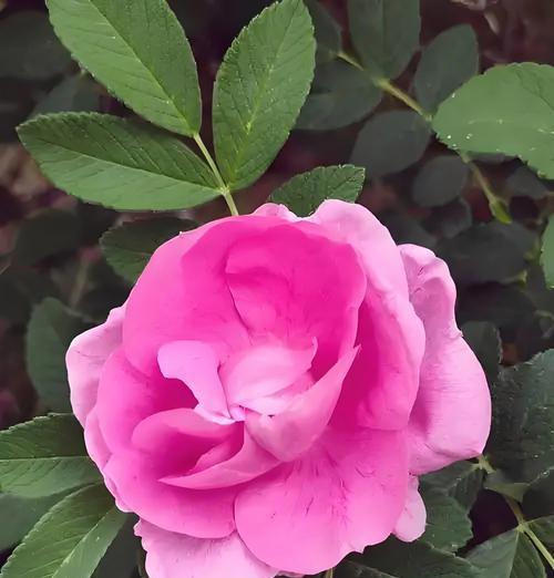 野马玫瑰代表了哪种花语？