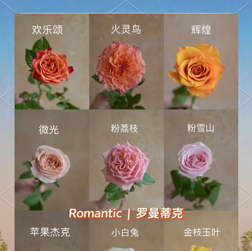 救星送玫瑰有何寓意？玫瑰花代表救星的含义是什么？