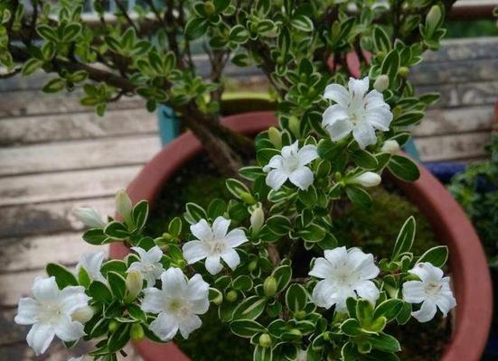 淡雪和紫雾的花语是什么？这两种花卉的寓意分别是什么？