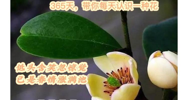 含笑花语是什么？含笑花有哪些寓意？