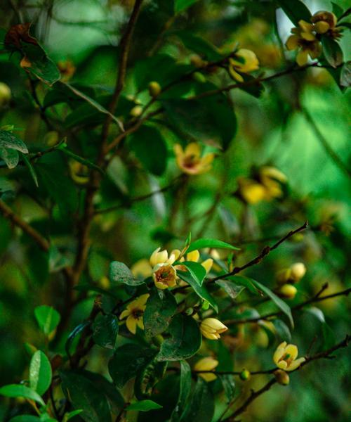 含笑花语是什么？含笑花有哪些寓意？