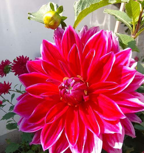 火桑花的寓意和花语是什么？它象征着什么？