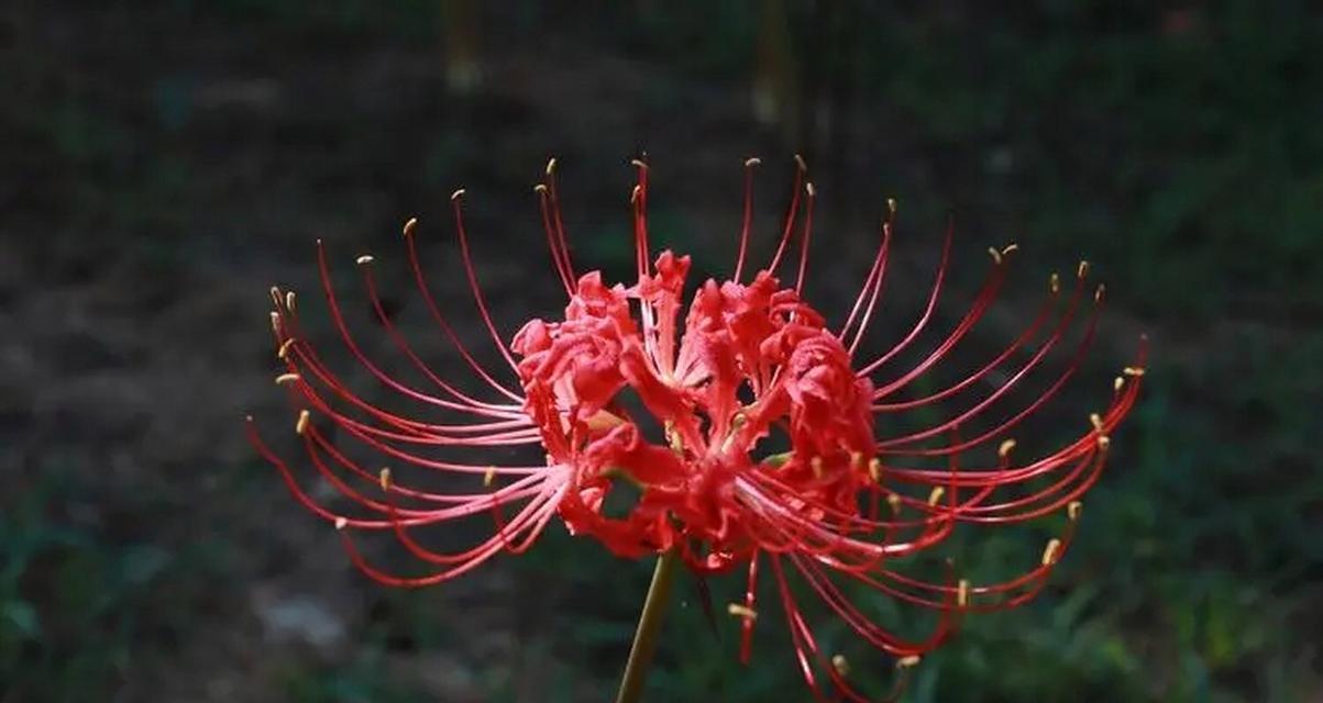 火桑花的寓意和花语是什么？它象征着什么？